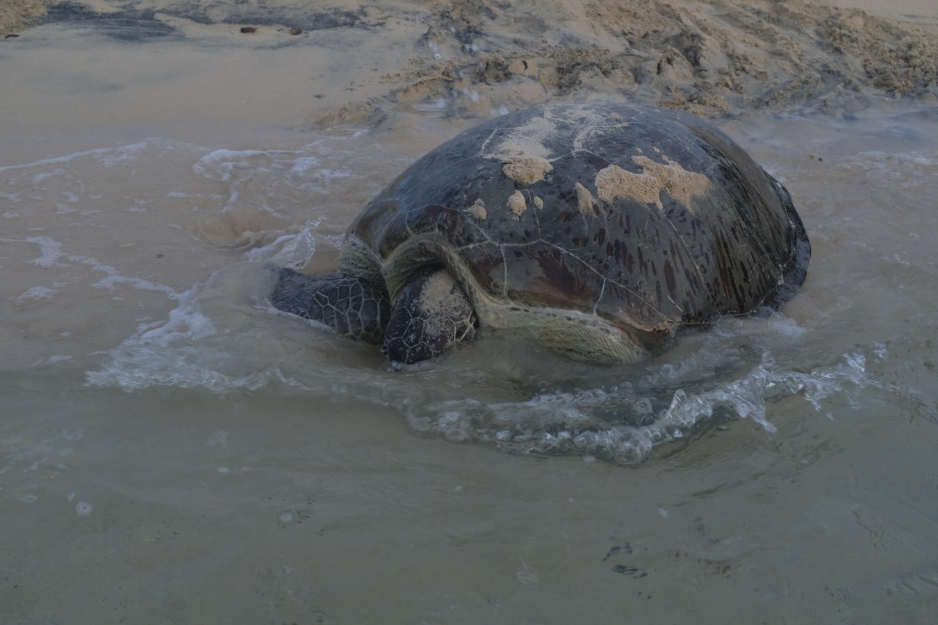 Green turtle entering the ocean after spawning.