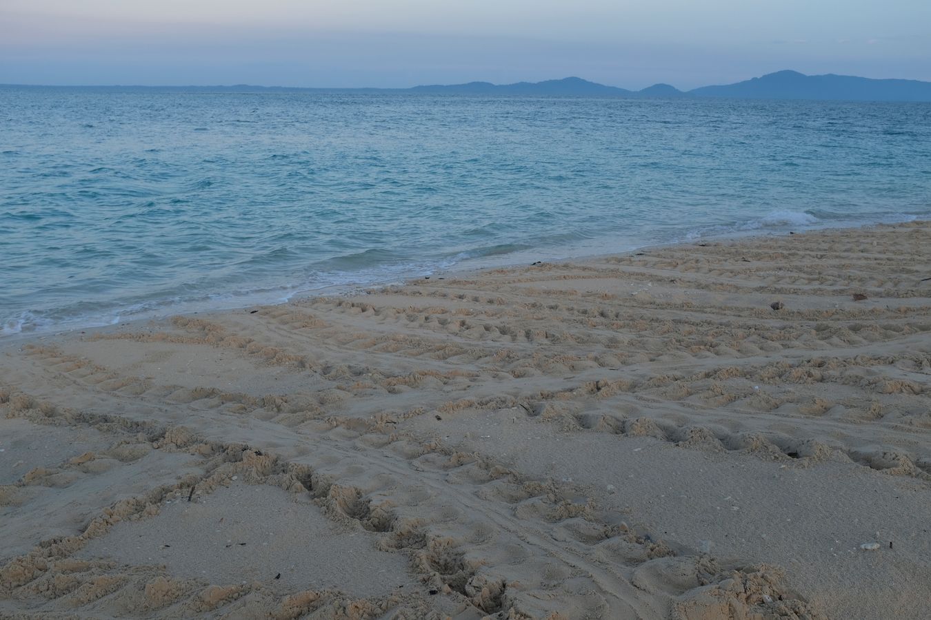 Footprints in the sand of turtles returning to the ocean after laying eggs.