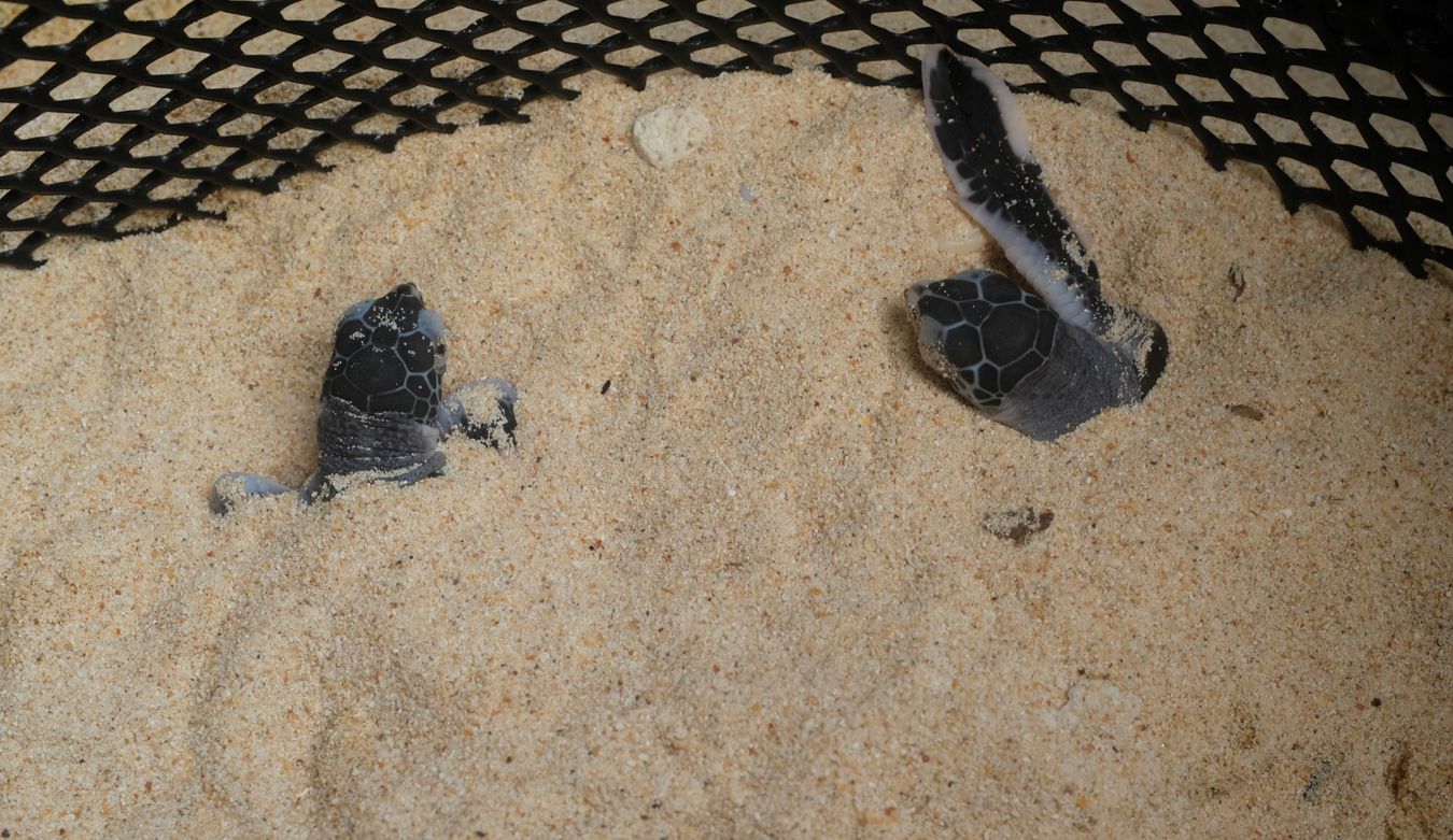 Two newborn green turtles peek through the sand in their individual nest in the hatchery.