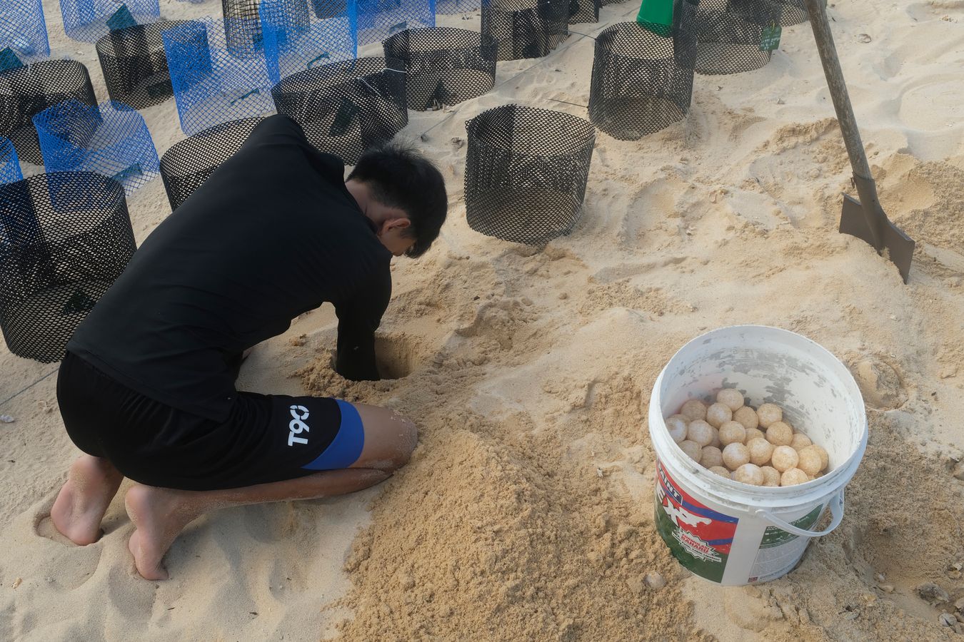 Ranger Aldrin digs a hole in the hatchery to deposit green turtle eggs just collected from their original nest.