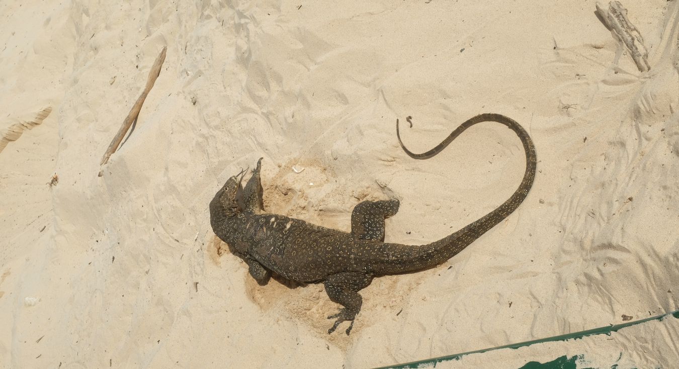 Water monitor lizard { Varanus Salvator } digs for sea turtle eggs.