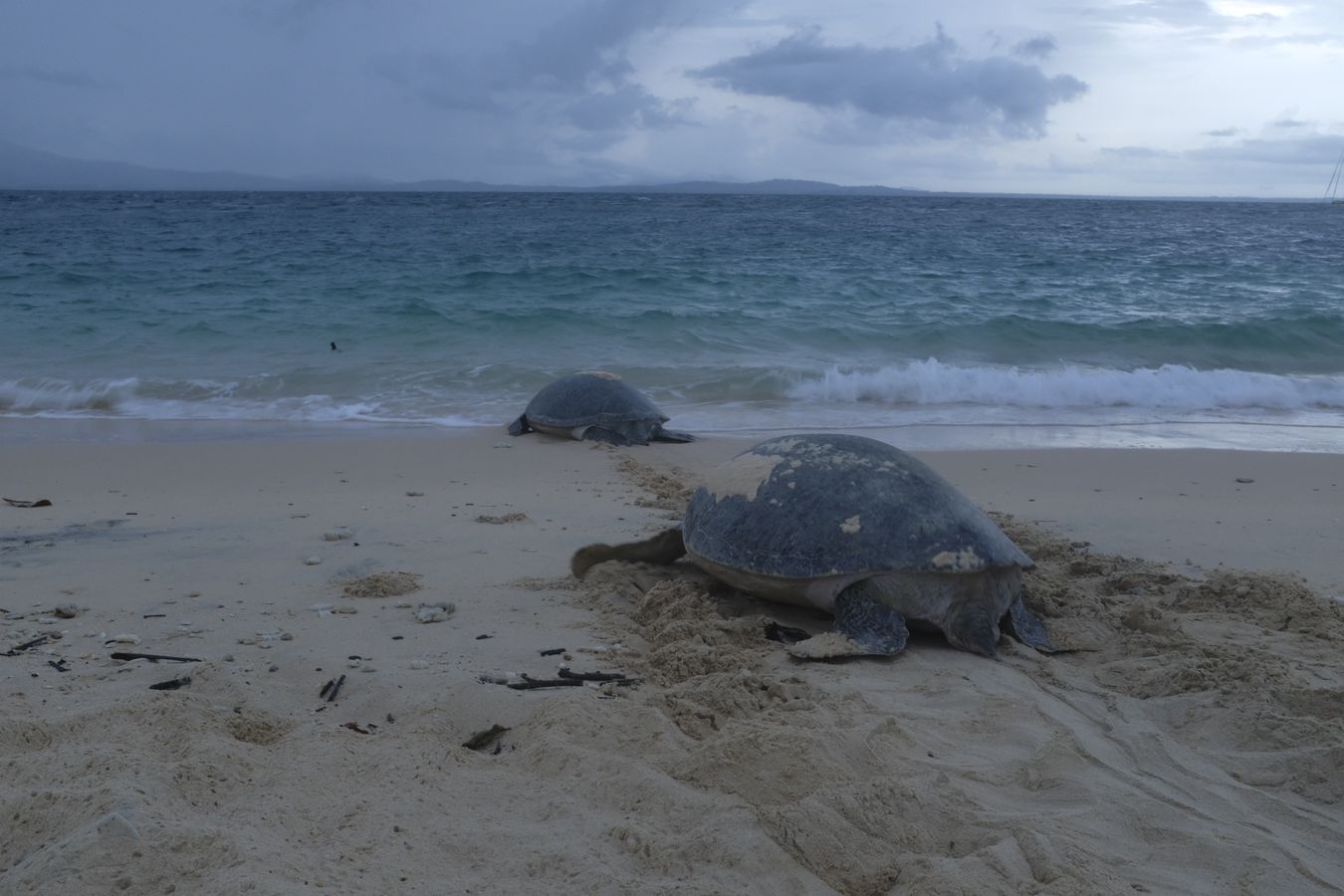 Two green turtles return to the ocean after having deposited their eggs in their nest in the sand on the beach.