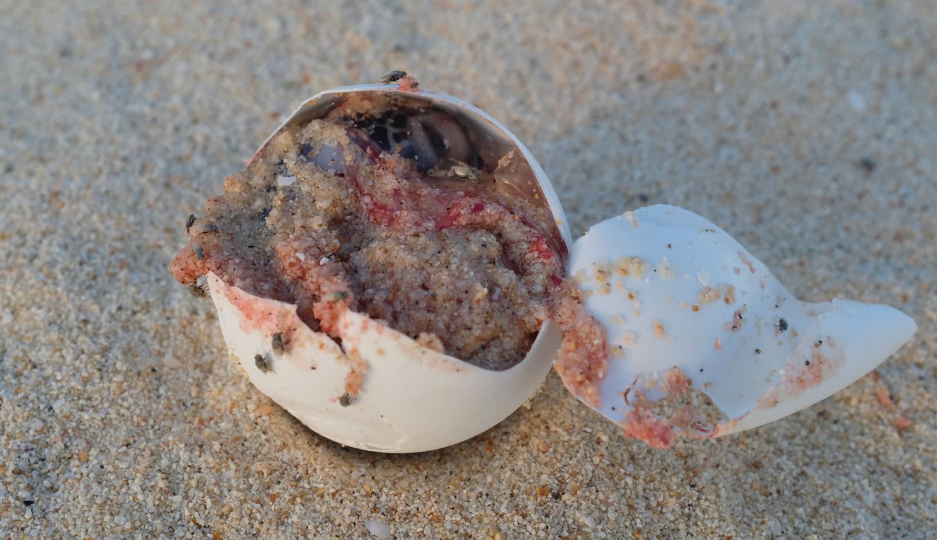 Green turtle egg accidentally broken while ranger digging with almost formed baby turtle.