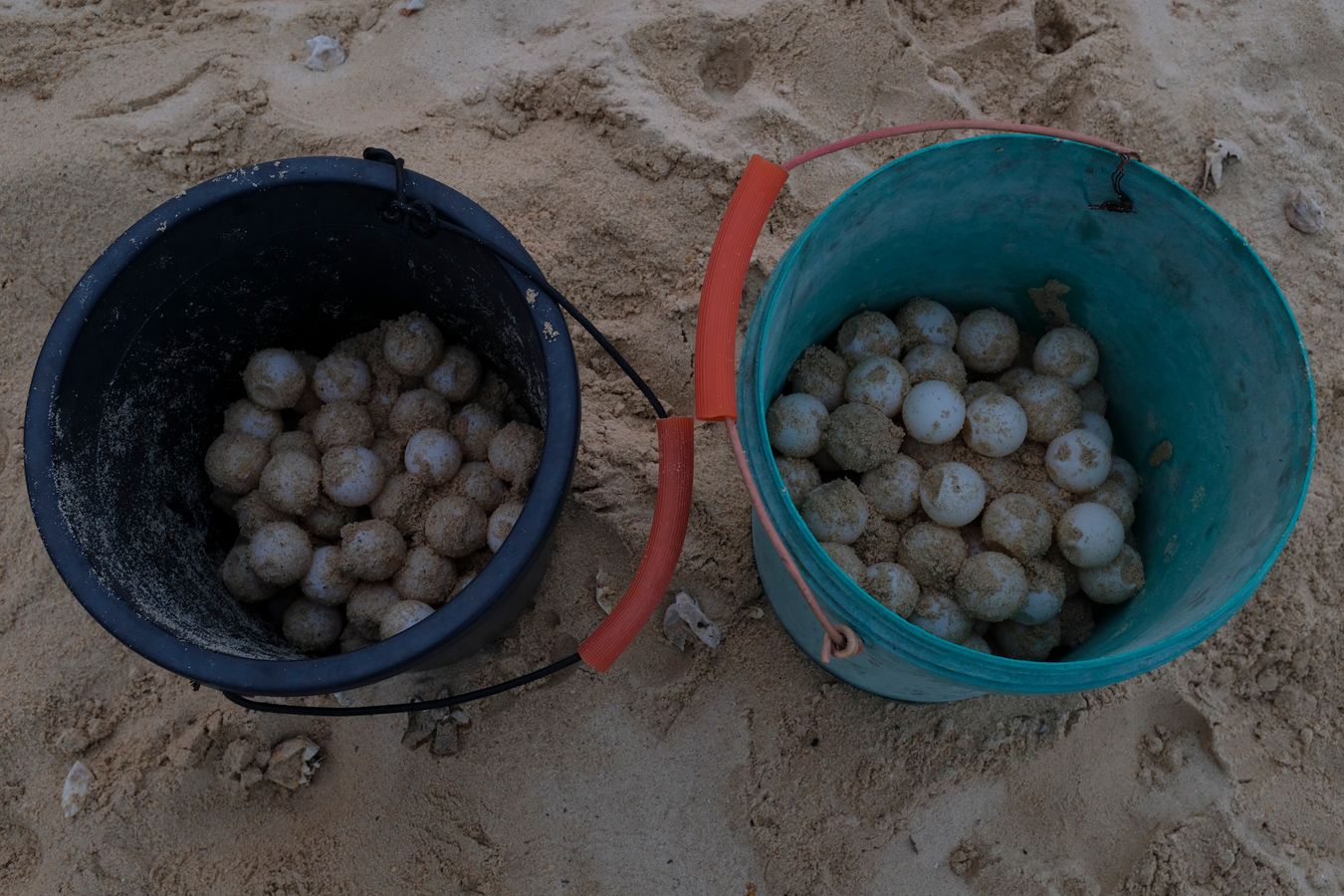 Two bucket with green turtle eggs just taken from their nests.