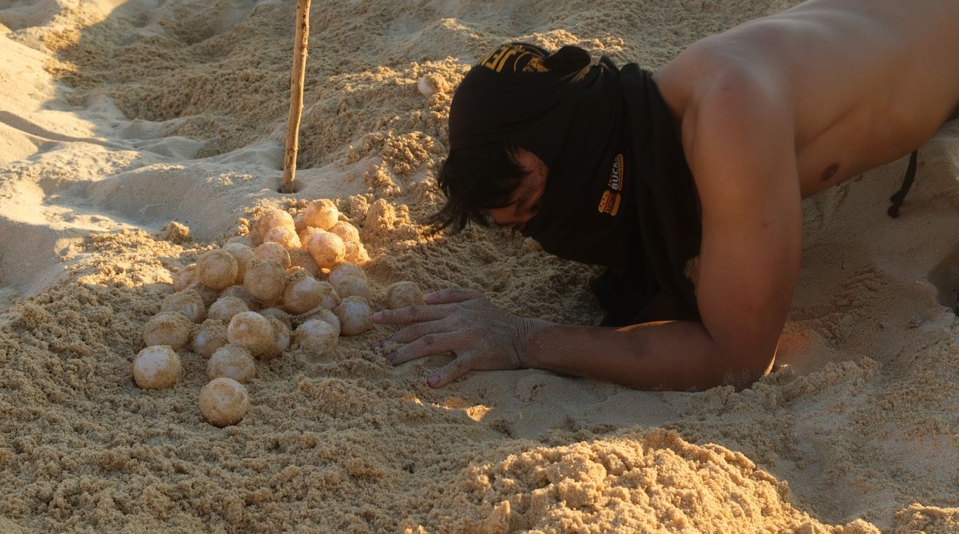 Aidil, LPP controler, removes green turtle eggs from its nest.