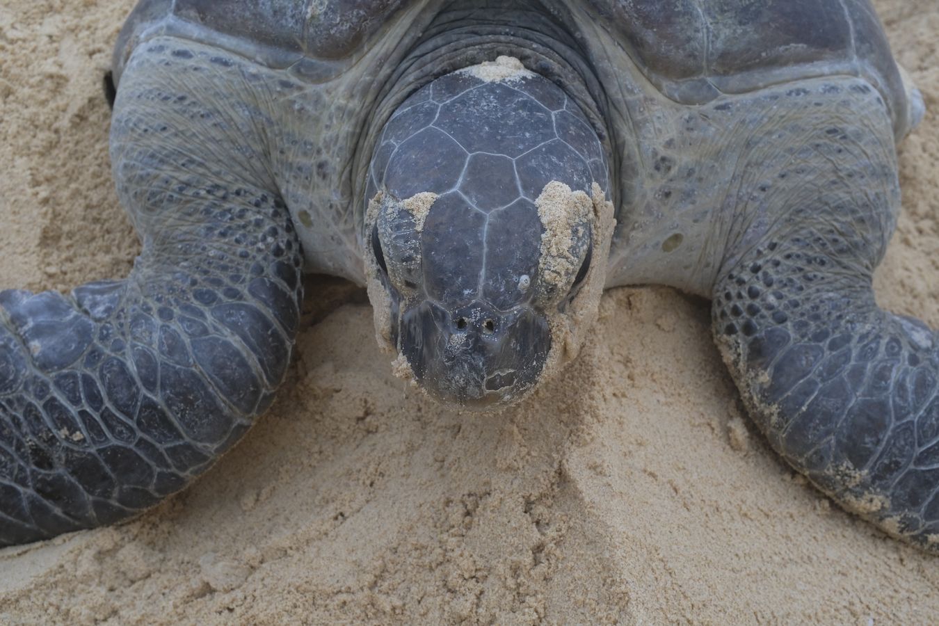 Close-up portrait of a green turtle.