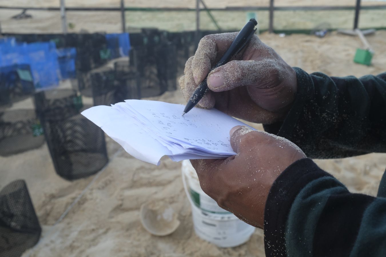 Ranger records the number of sea turtle eggs rehomed that morning from each nest at the hatchery.