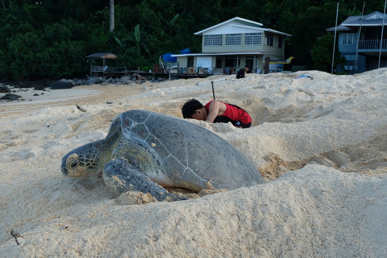 Early in the morning a green turtle returns to the ocean after laying its eggs, in the background Aidil and Aldrin collect eggs from other nests.