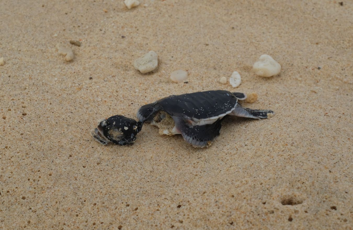 A baby green turtle probably killed by a crab on the ocean shore and then washed up on the beach.