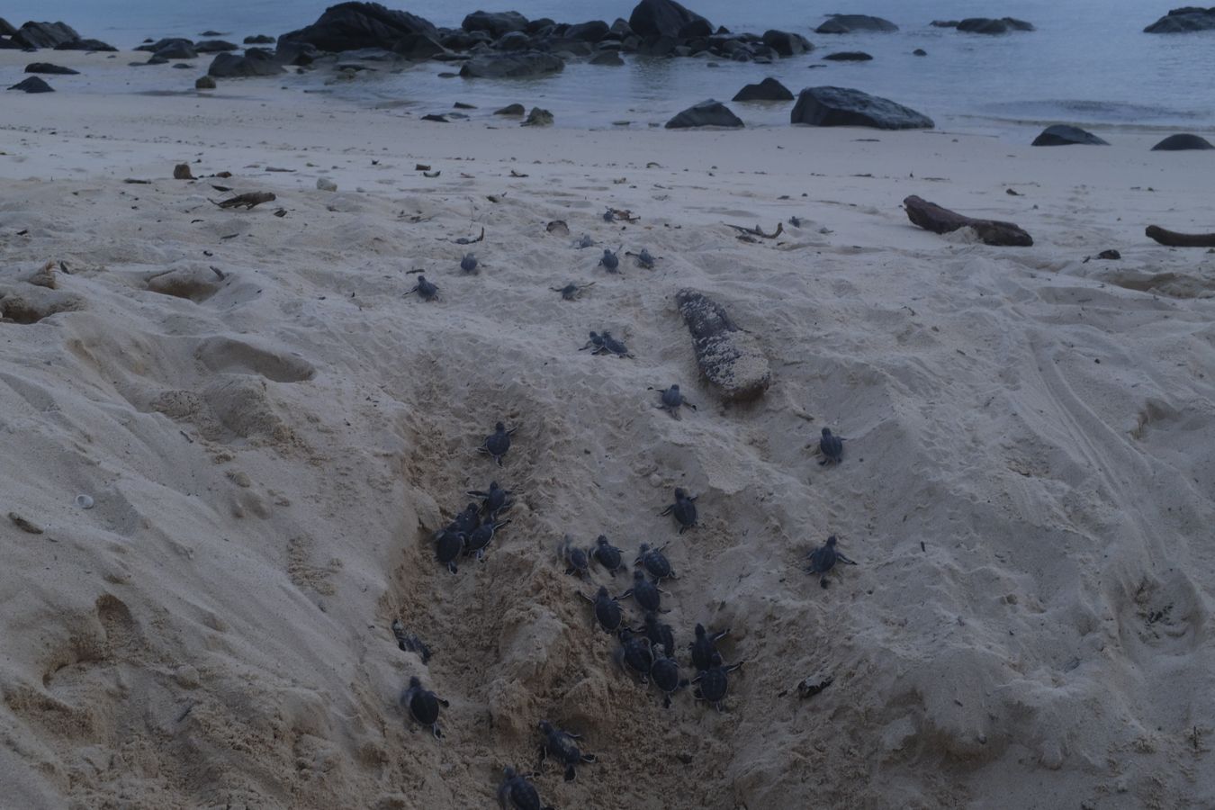 At sunset dozens of baby green turtles run into the ocean immediately after hatching naturally from a nest on the beach.