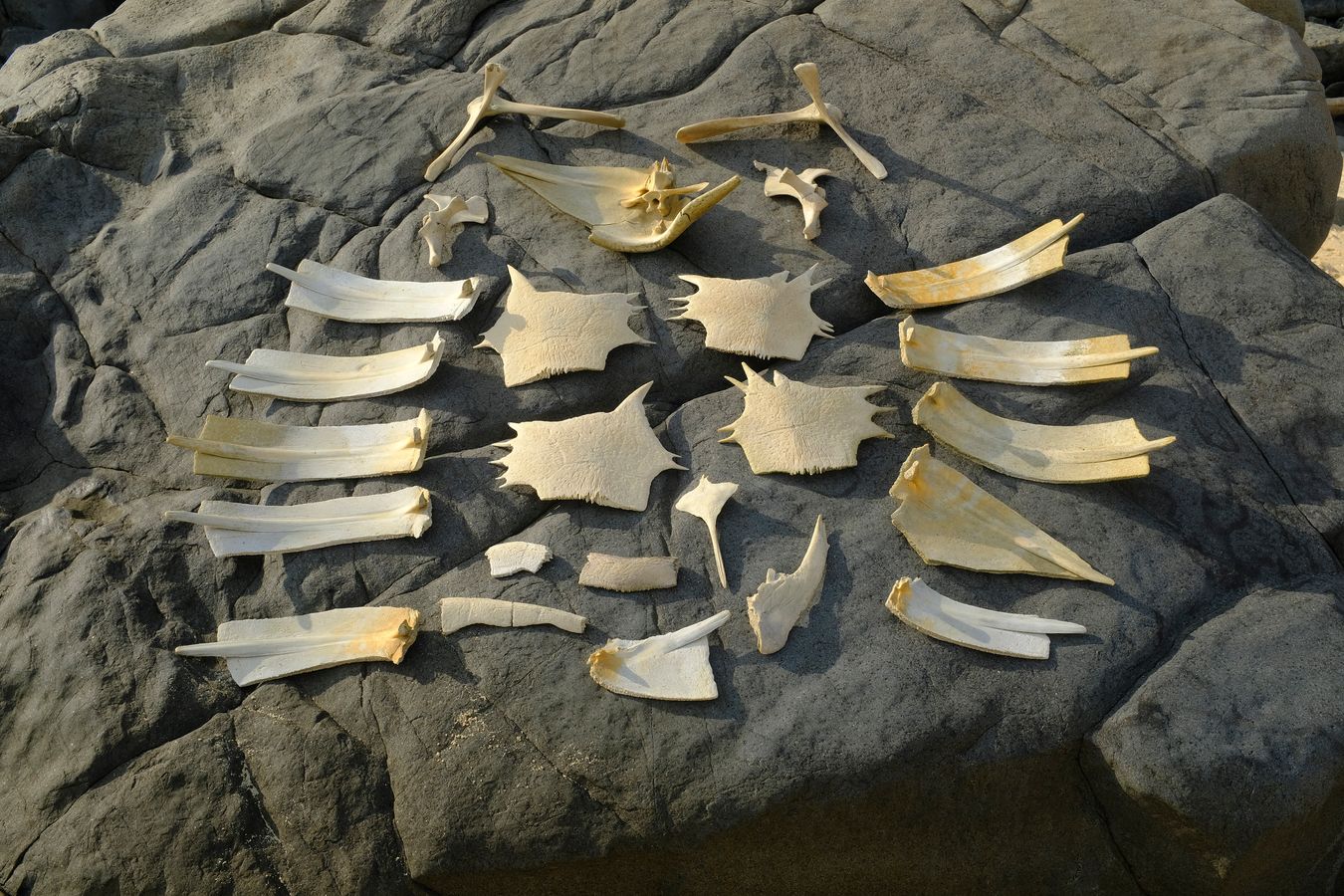 Sea turtle bones found by the author of this work among the rocks at the end of the beach, and which make up almost a complete skeleton.