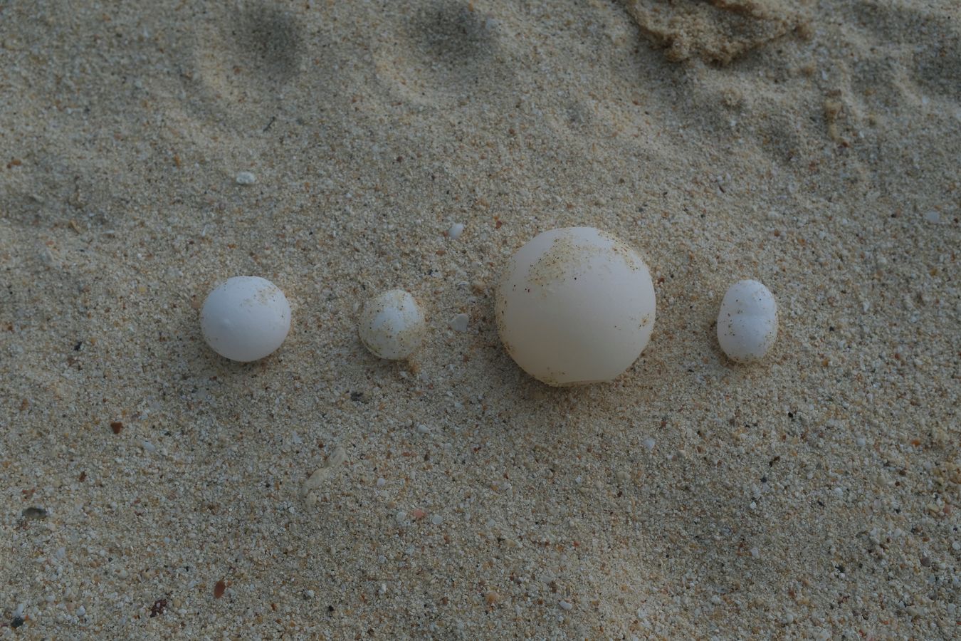 Four green turtle eggs of different sizes and shapes { only the third from the left has the normal size and shape }