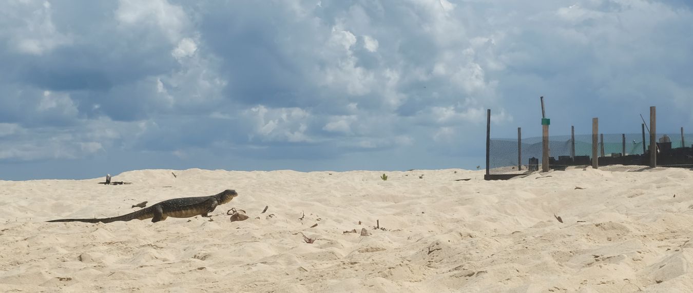 A water monitor lizard near the sea turtle hatchery.