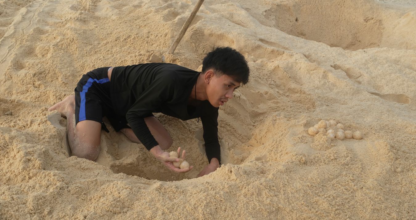 Early in the morning, ranger Aldrin collects green turtle eggs deposited in the nest the night before for later transfer to the hatchery.