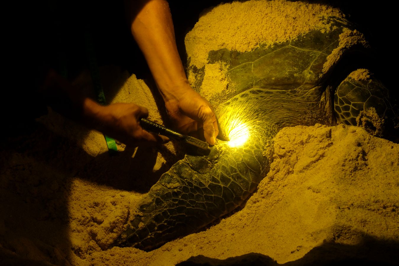 Ranger pierces and insects into the right front flipper of a green turtle a small metal plate with its registration number.