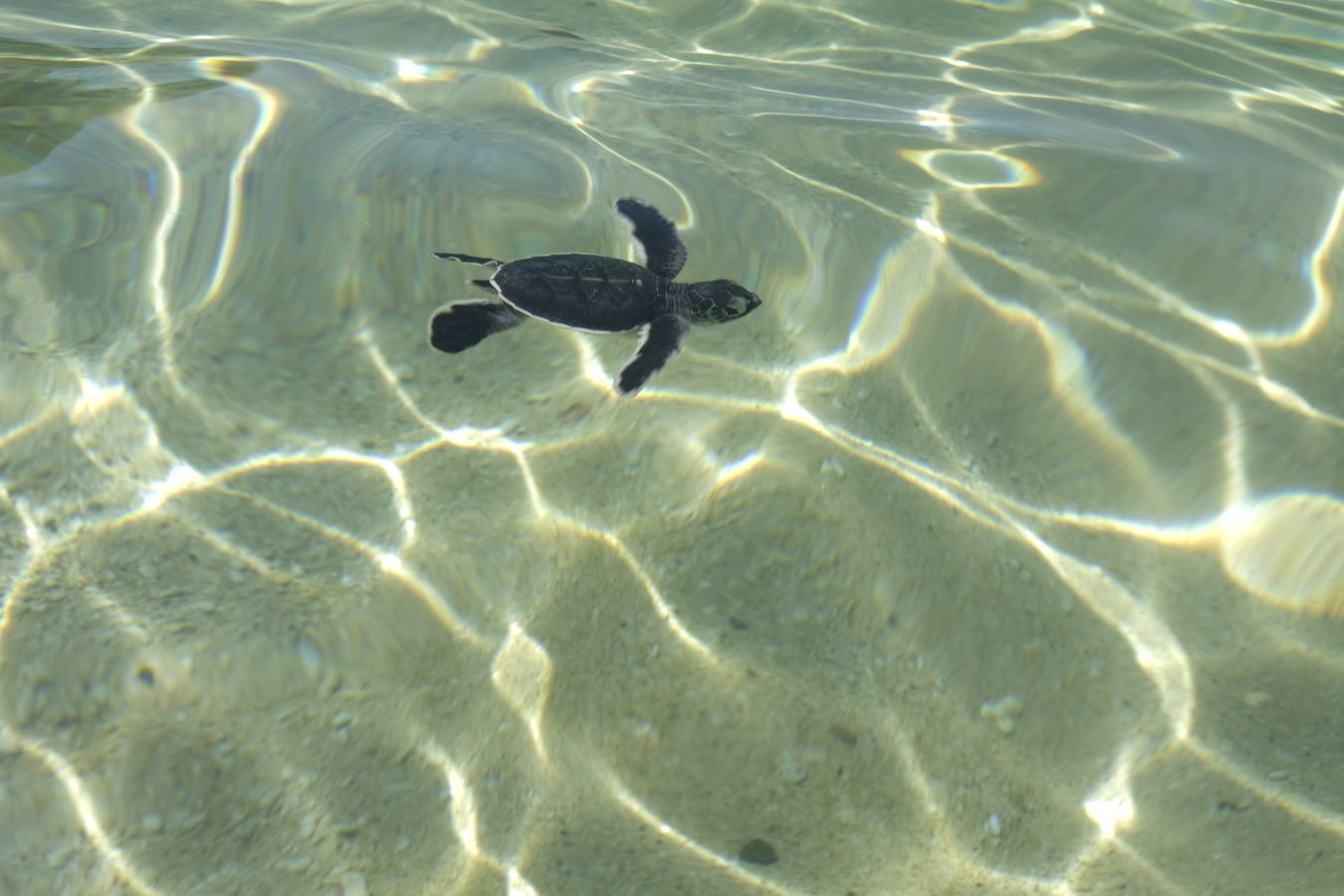 A newborn green turtle swims for the first time in the transparent waters of the Pacific Ocean coast.