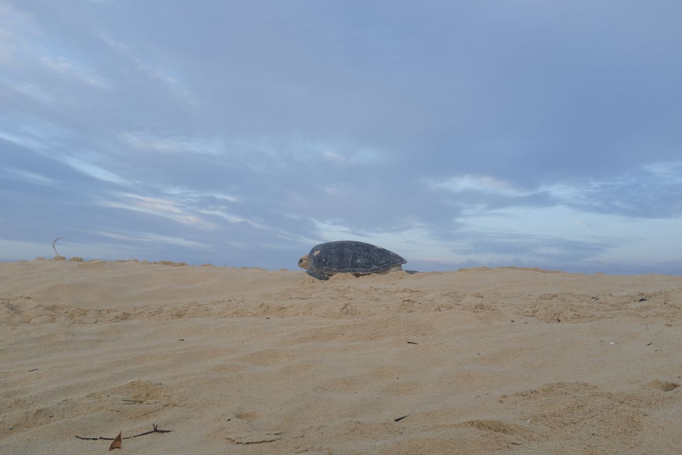 Green turtle on top of a dune at sunrise.