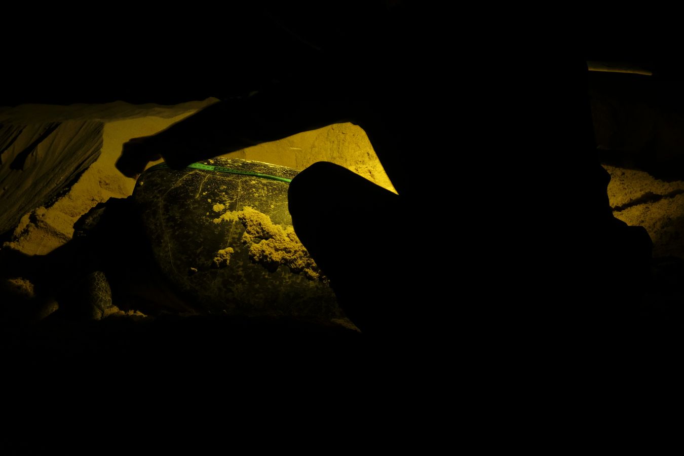 At night a ranger measures a green turtle.