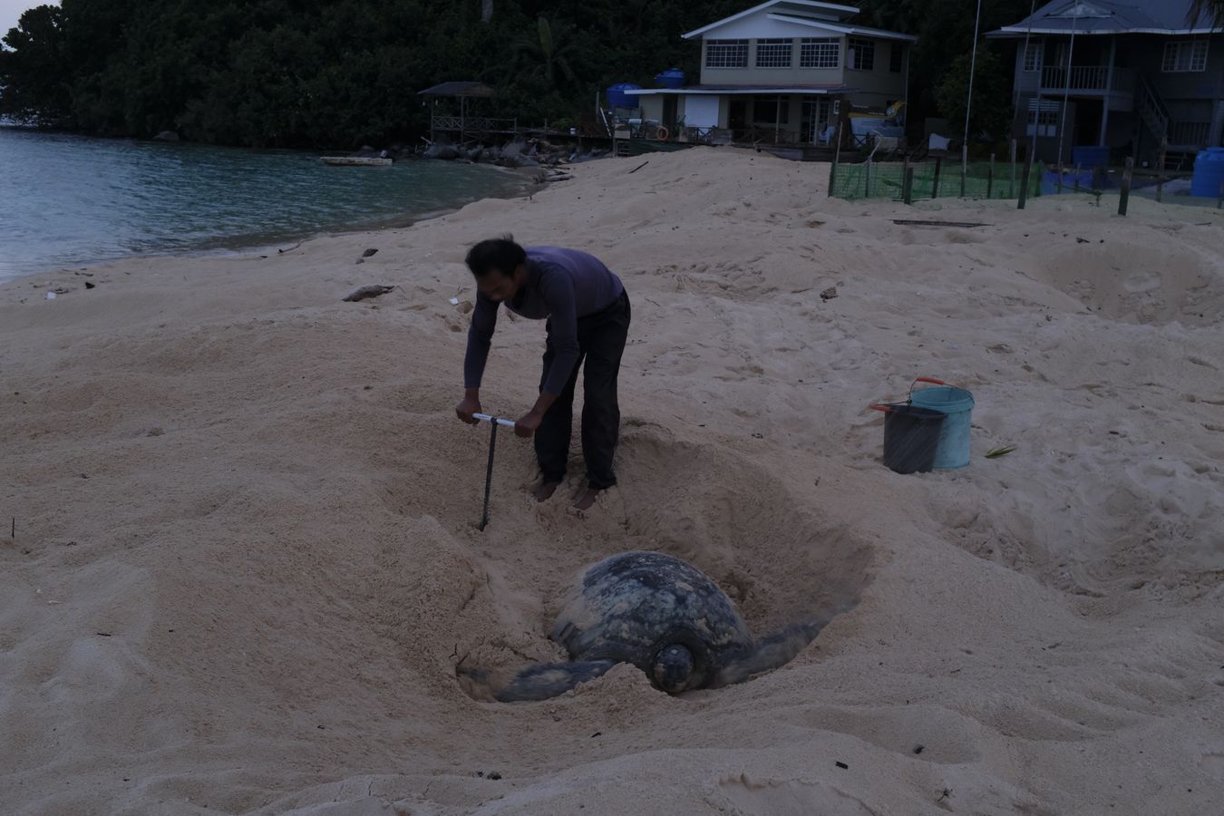 Ranger uses the tool to find the exact spot where the green turtle just laid eggs.
