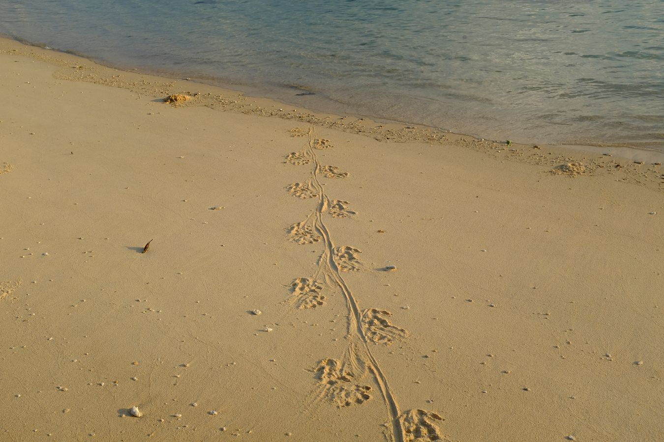 Footprints from the sea to the beach of water monitor lizard.