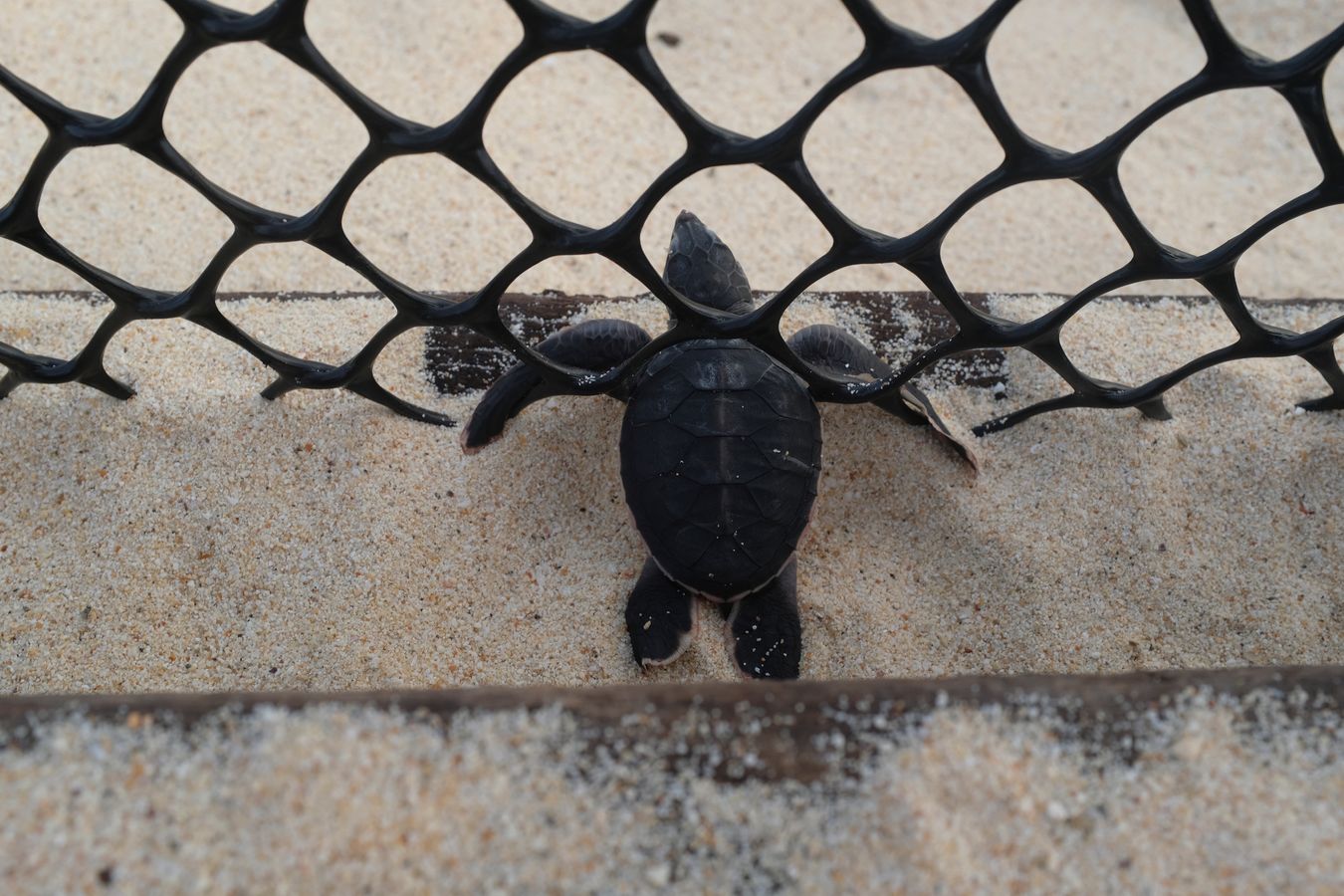 The same net that protects you kills you. A dead baby green turtle in the hatchery net.