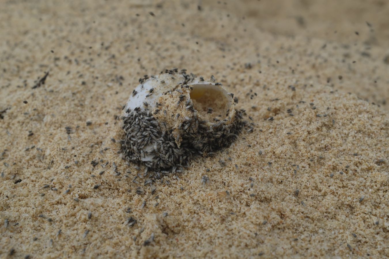 Swarm of tiny flies feed on a sea turtle egg.