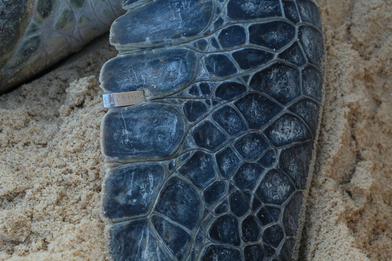 Right front flipper of a green turtle with its tag identification number.