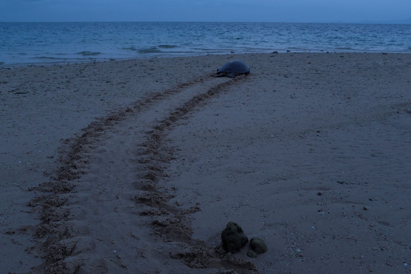 Early in the morning a green turtle returns to the ocean after laying its eggs.