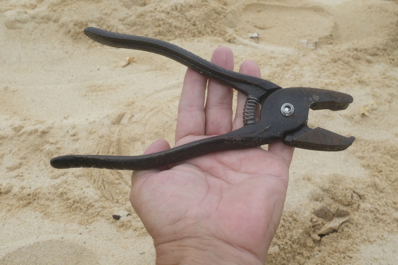 A plier-like tool that rangers use to pierce and insert the small registration number plate in to both front flippers of each sea turtle that comes to nest in Talang Satang National Park.