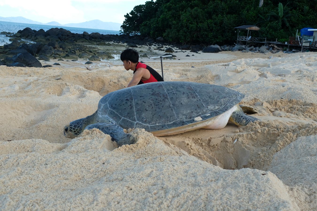 A green turtle on its way back to the ocean passes Aidil collecting eggs from a nest. 