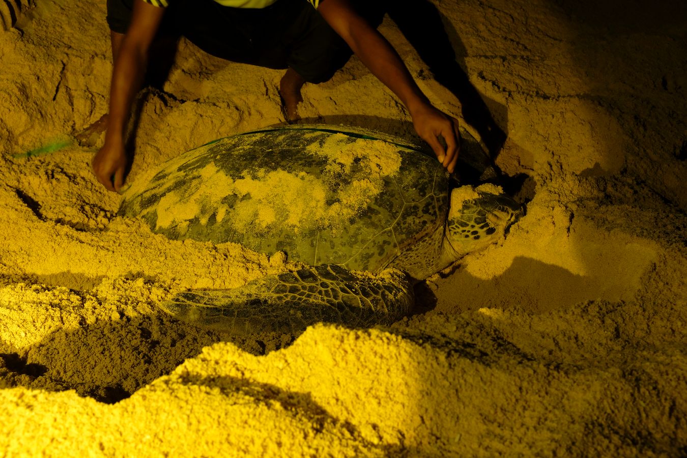 Ranger measures a green turtle. 