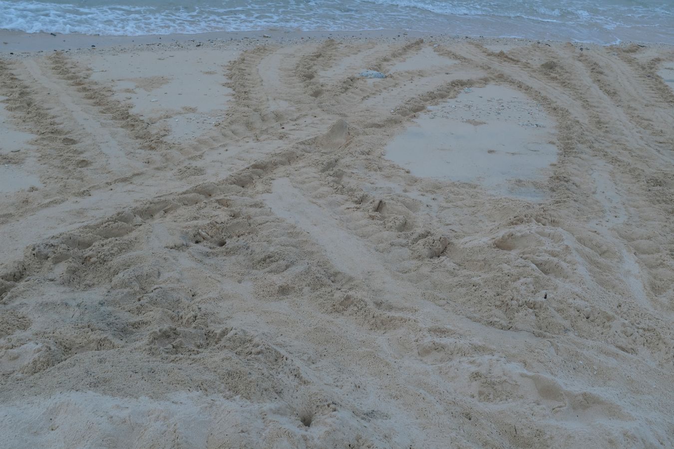 Footprints in the sand of turtles returning to the ocean after laying eggs.