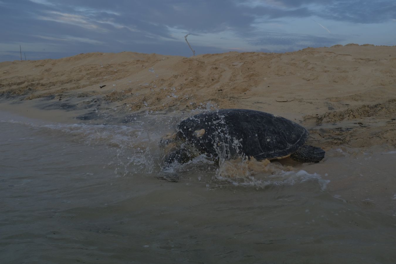 Early in the morning a green turtle enters the ocean after laying its eggs on the beach.