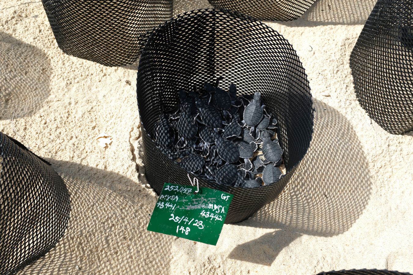 Newborn green turtle in individual nest with their identification and control plate in the hatchery.