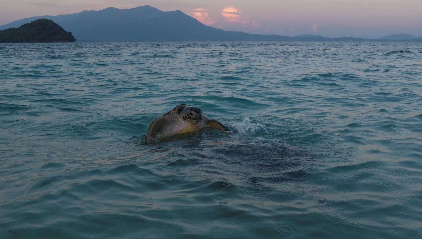 Courtship and mating of green turtles at dawn in shallow water, with Talang Kecil island and Pueh Mountain in the background.