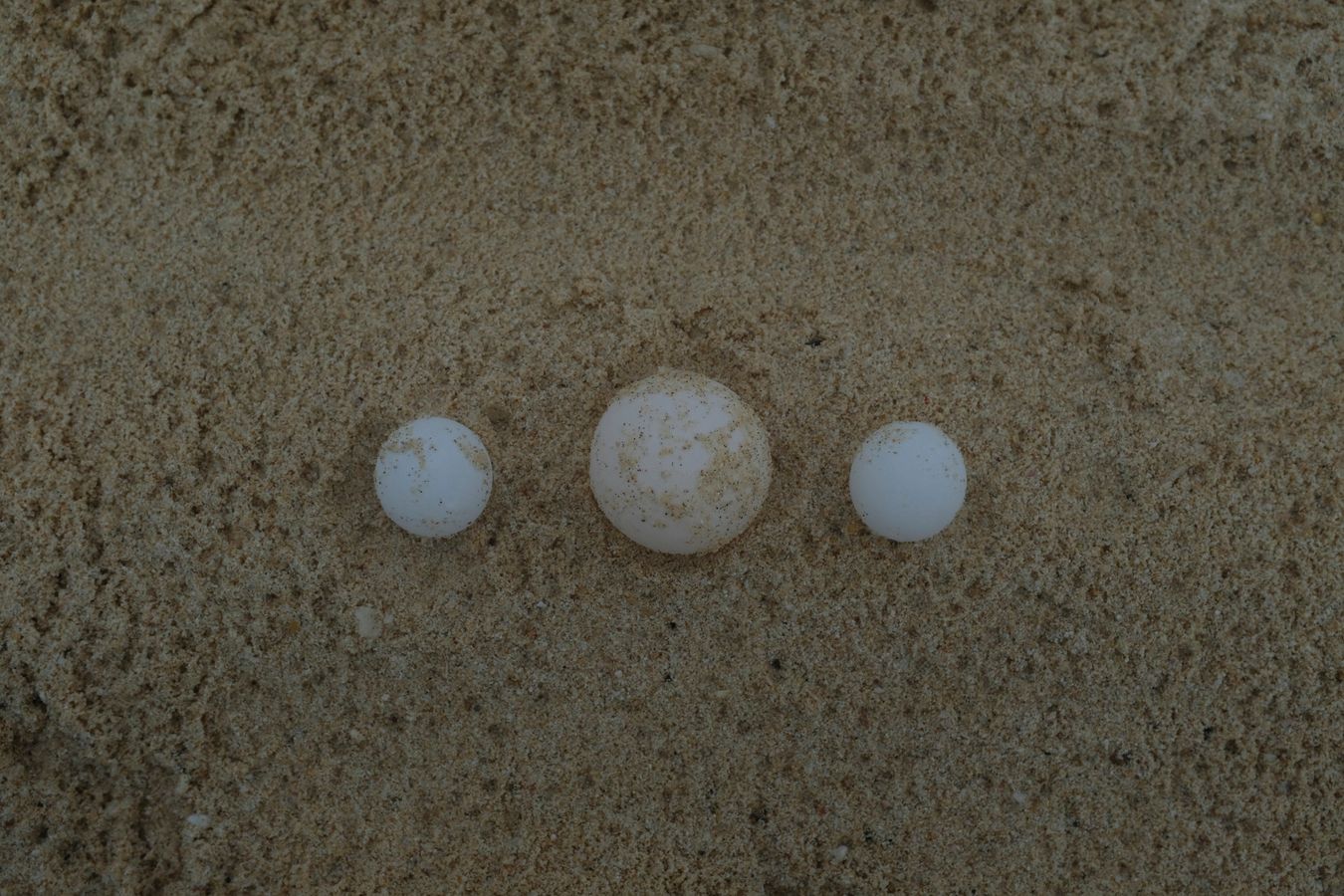 Three green turtle eggs, only the one in the center has the normal size and shape, however, it is not a recently laid egg, which are more yellowish in color, this is an egg that has been incubating fo
