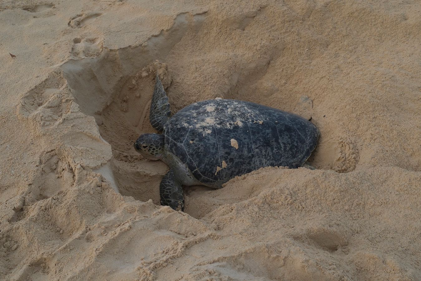 Green turtle laying eggs at sunrise.