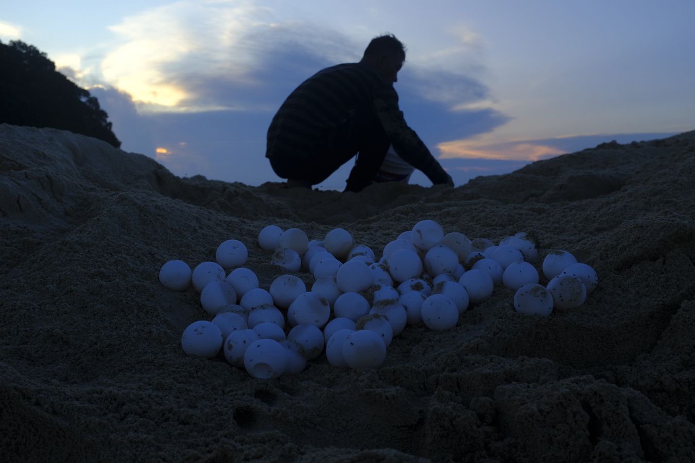 Green turtle eggs just taken from the nest, and a ranger collects eggs from another nest early in the morning.