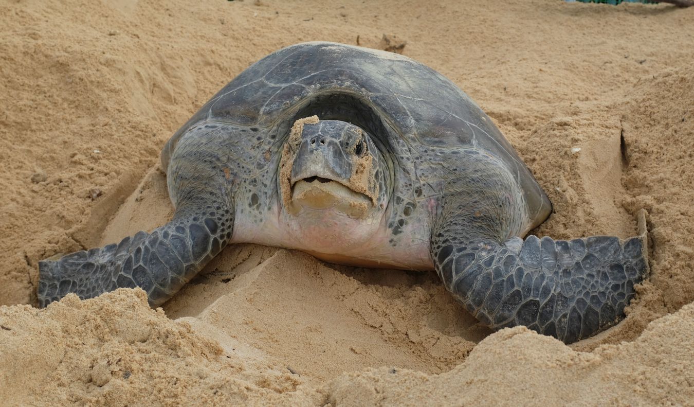 Portrait of a green turtle.