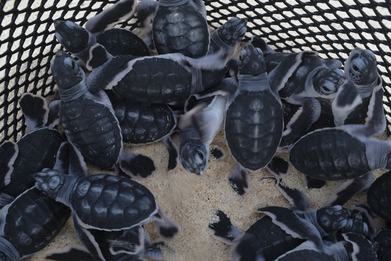 Newborn green turtles in their individual nest at the hatchery.