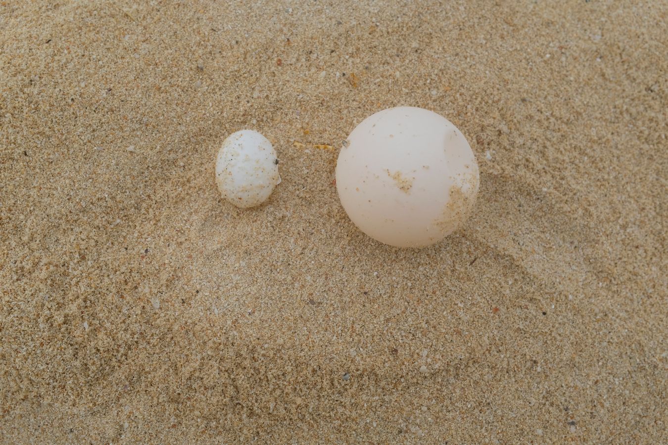 Small oval green turtle egg next to a normal egg.