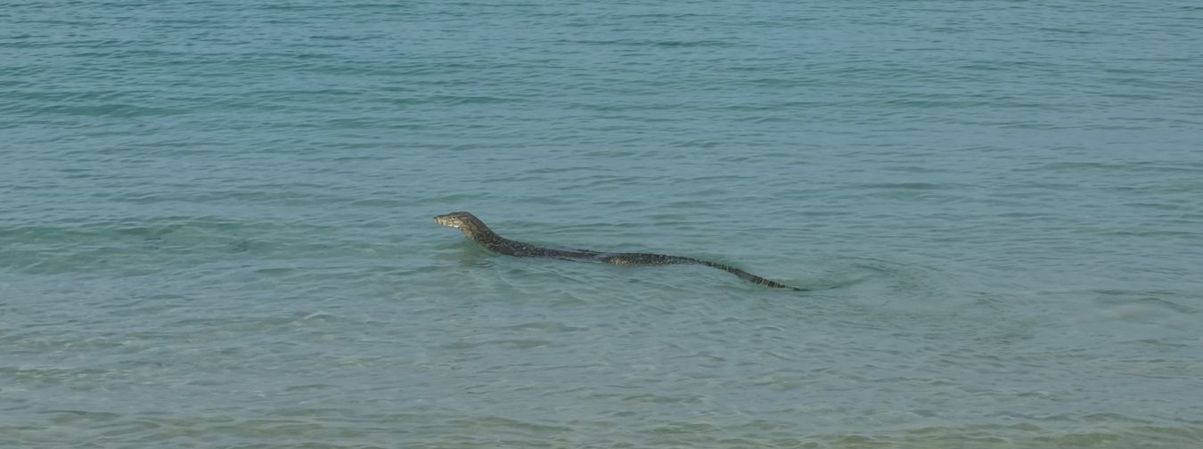 Water monitor lizard swims on the shoreline near the beach.