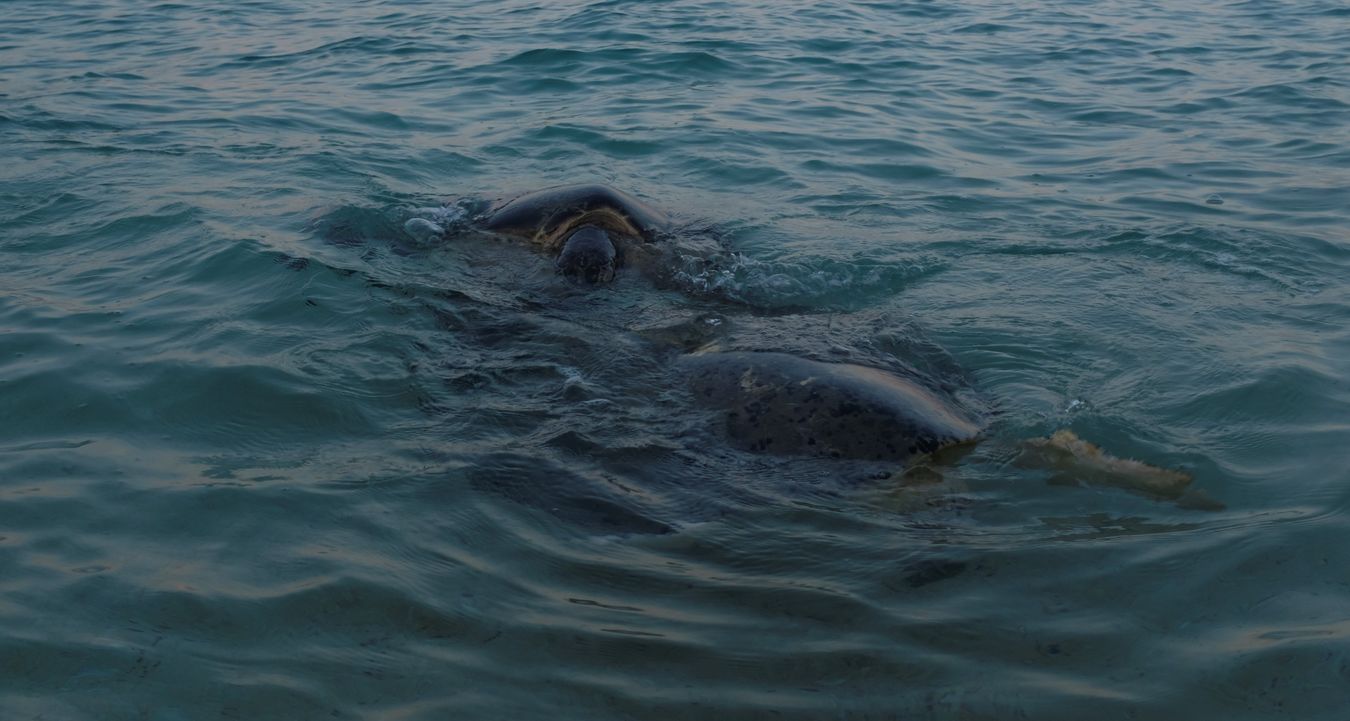 Courtship and mating of green turtle at dawn in shallow water.