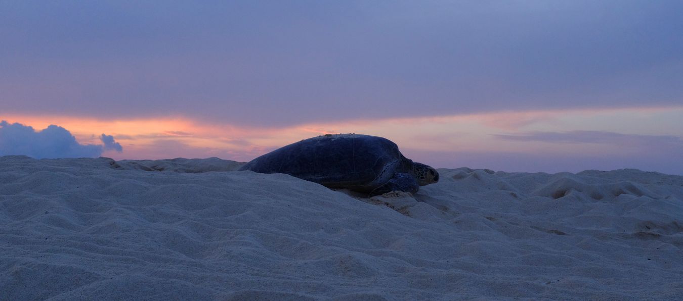 Green turtle at sunrise.