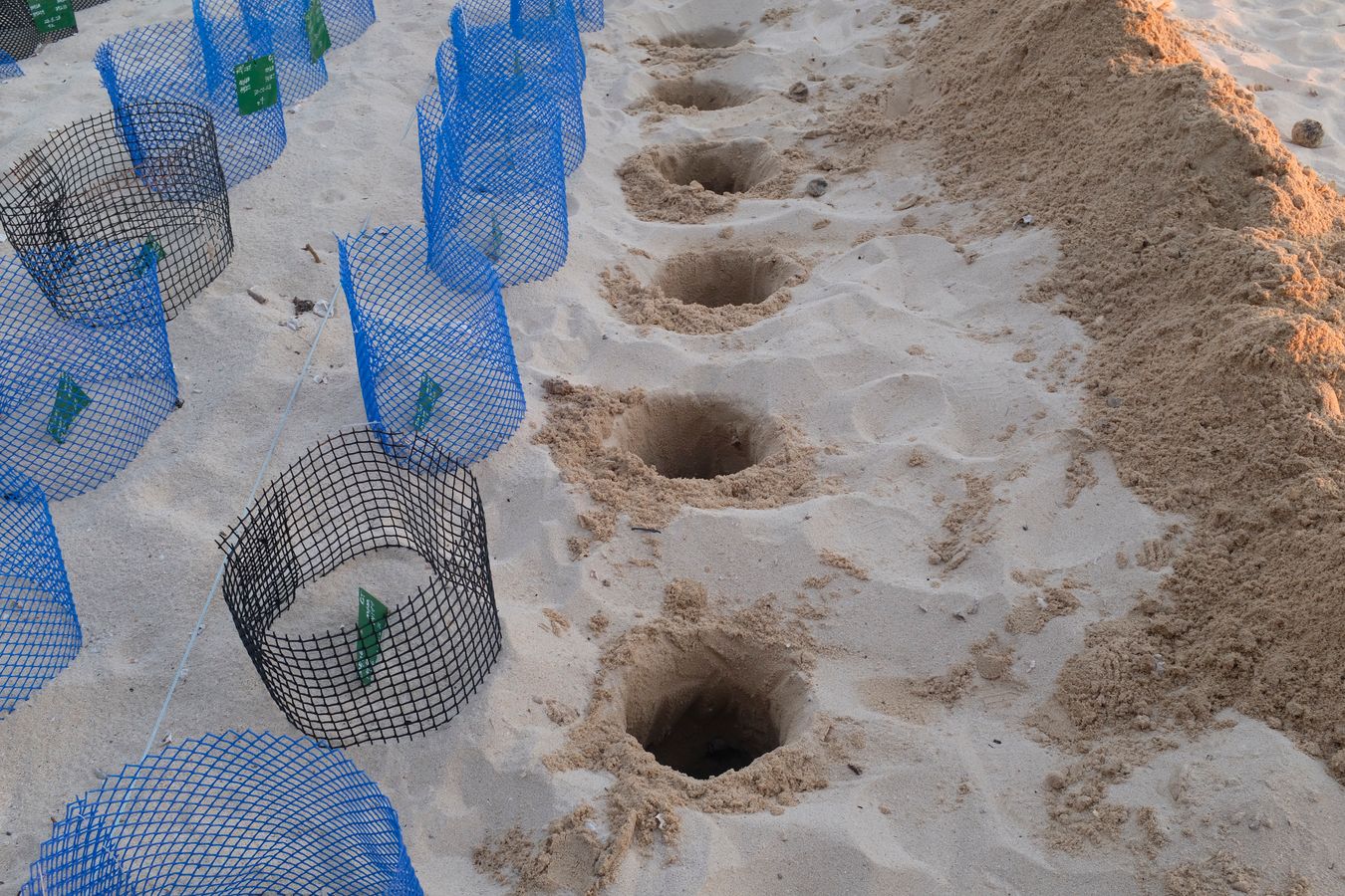 New individual nest ready to deposit eggs collected that morning next to the nest already incubating in the hatchery.