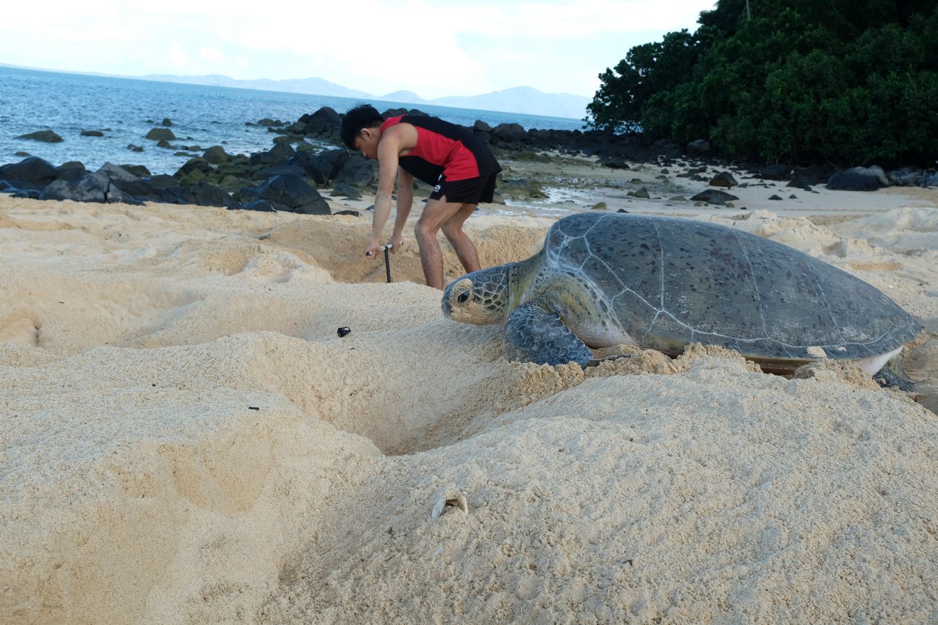 LPP controller Aidil uses the iron tool to pinpoint the exact location of the eggs, as a green turtle slowly makes its way back into the ocean after laying its eggs.