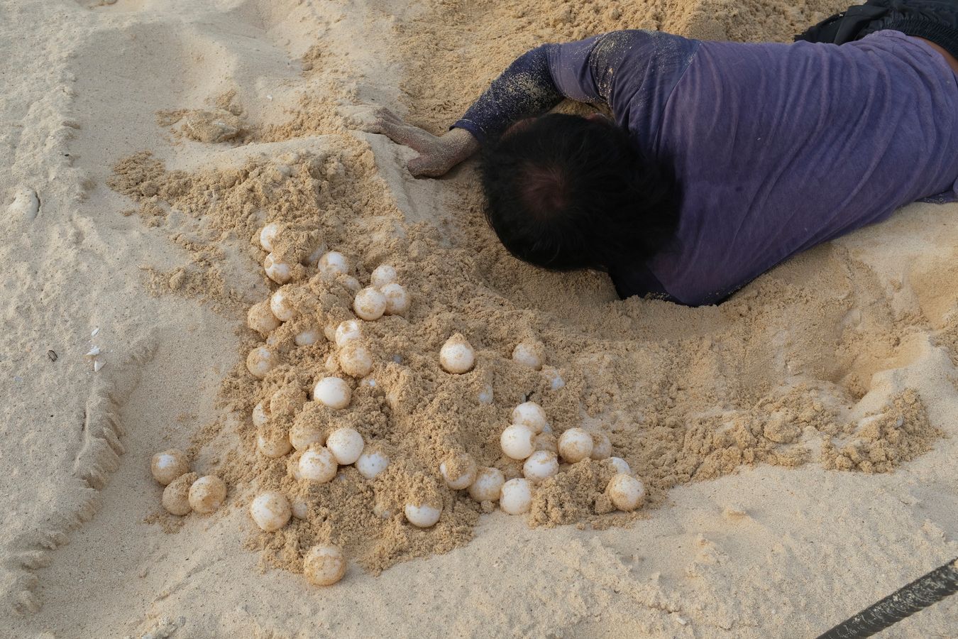 Early in the morning, the ranger removes the sea turtle eggs from their nest, spawned the night before, to deposit them in their new nest at the hatchery.