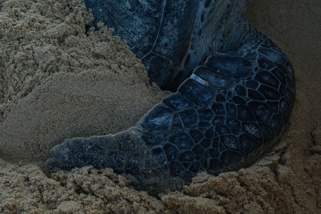 Front right flipper of a green turtle with its metal identification plate attached.