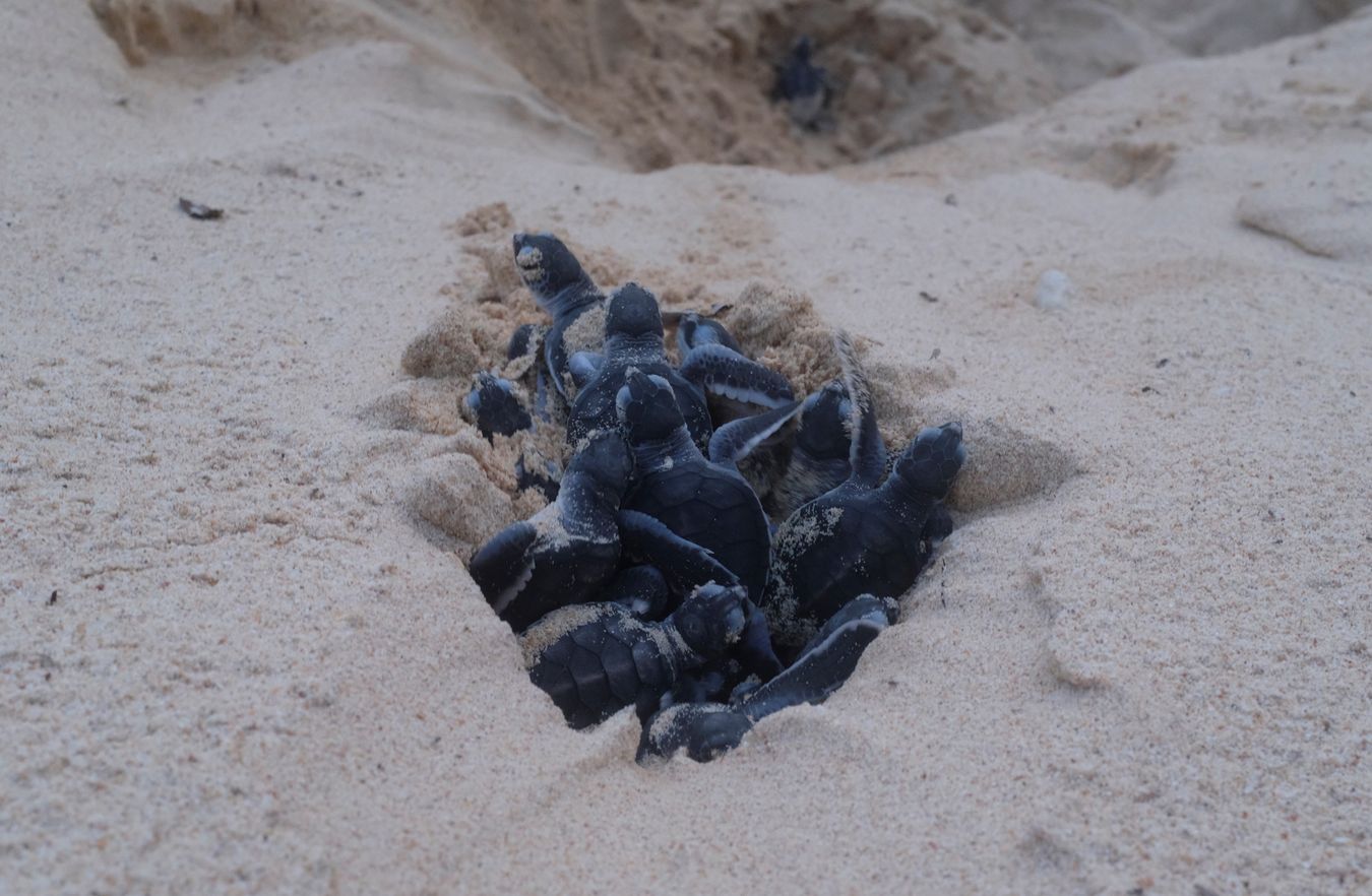 Newborn green turtle hatched naturally emerging from the sand on the beach.