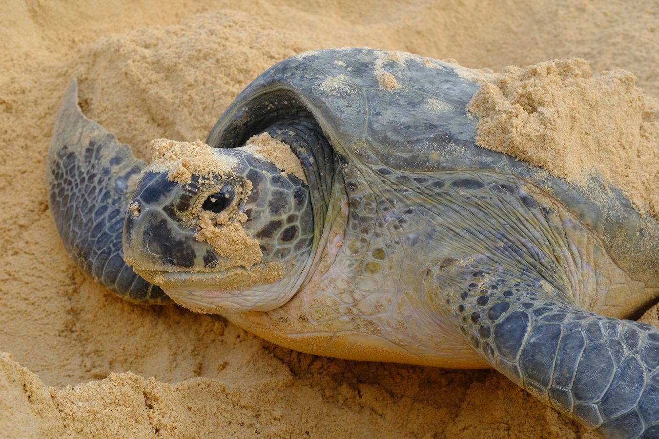 Close-up portrait of a green turtle after laying its eggs.